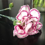 dianthus