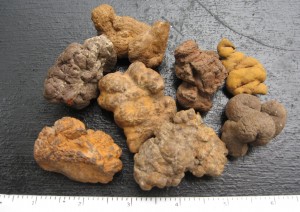 coprolite